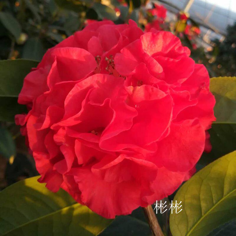 彬彬园艺的优惠券大全—帕克斯先生 年宵花卉永福茶花巨型茶花品种云