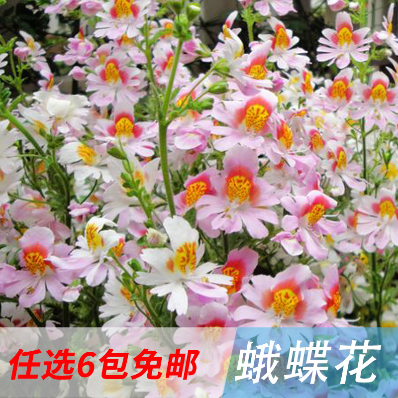蛾蝶花50粒装蝴蝶花平民兰花种子