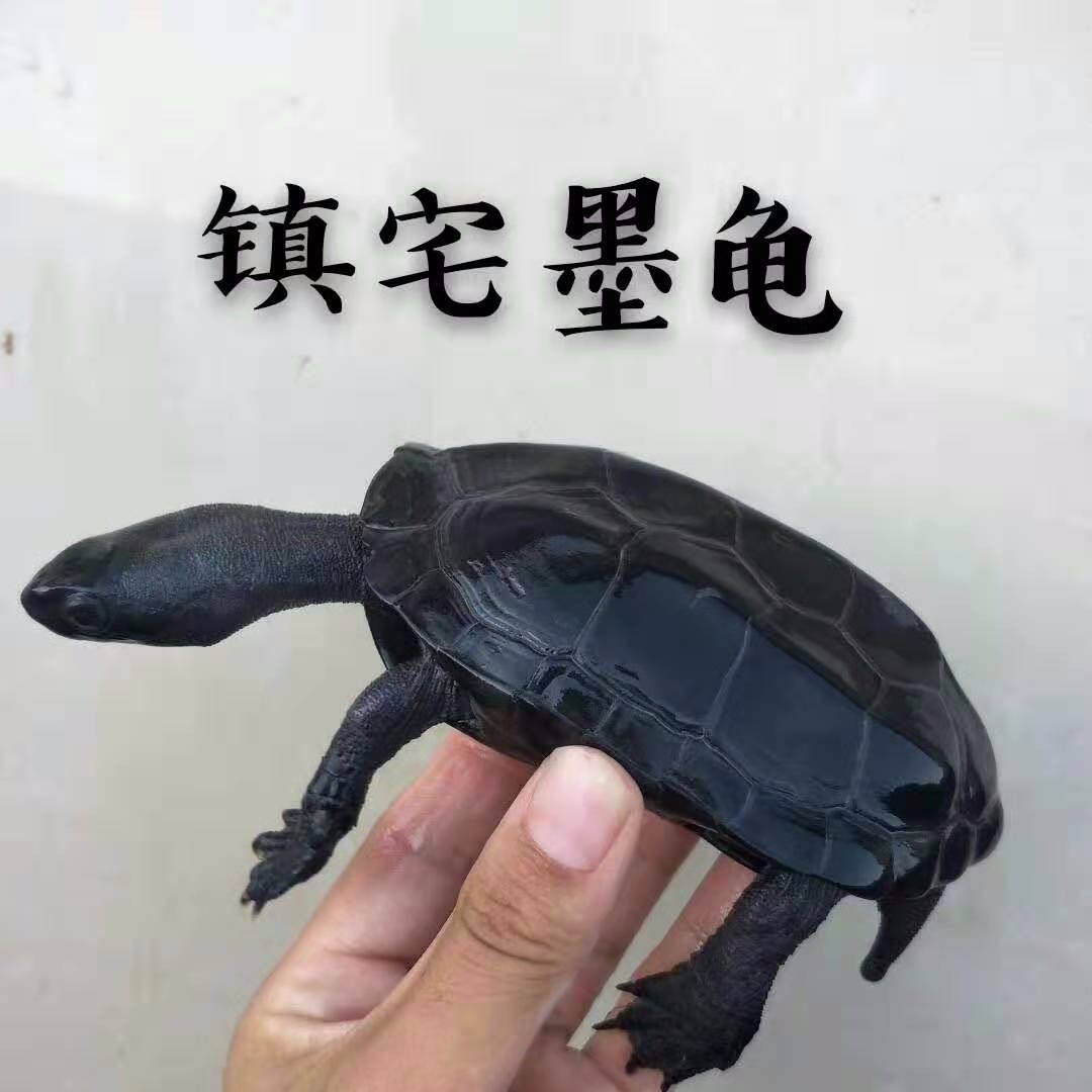 黑腹墨龟苗活体全黑小乌龟外塘中华草龟苗镇宅风水招财长寿顶墨苗