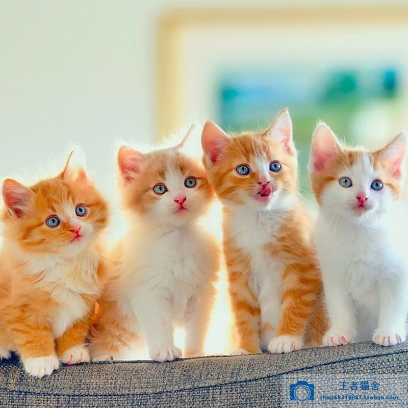 热卖橘猫长毛猫活幼体活体幼猫小猫活物森林猫家猫宠物田园猫白猫