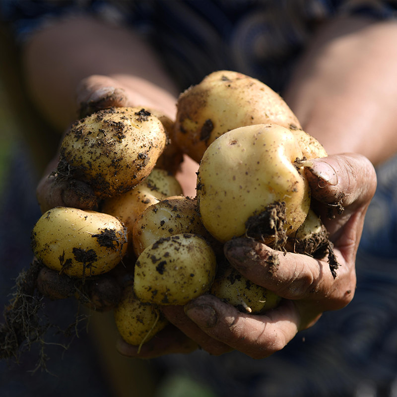 2022年新马尔科土豆恩施高山农家小土豆现挖现发农家肥种植不打药