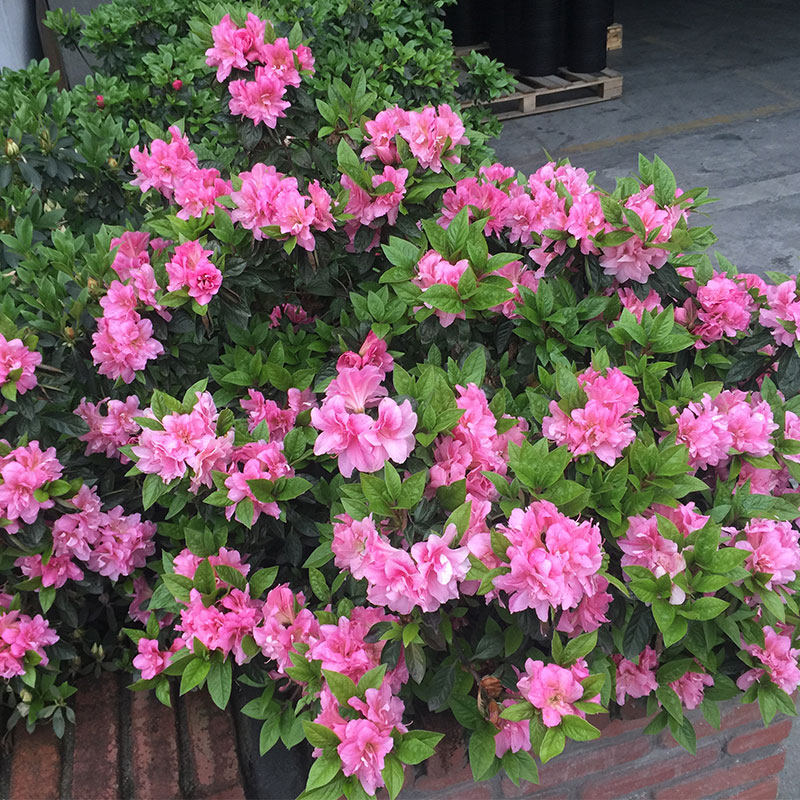 虹越安酷杜鹃花盆栽7/20加仑常绿花灌木多季开花好养易活庭院植物