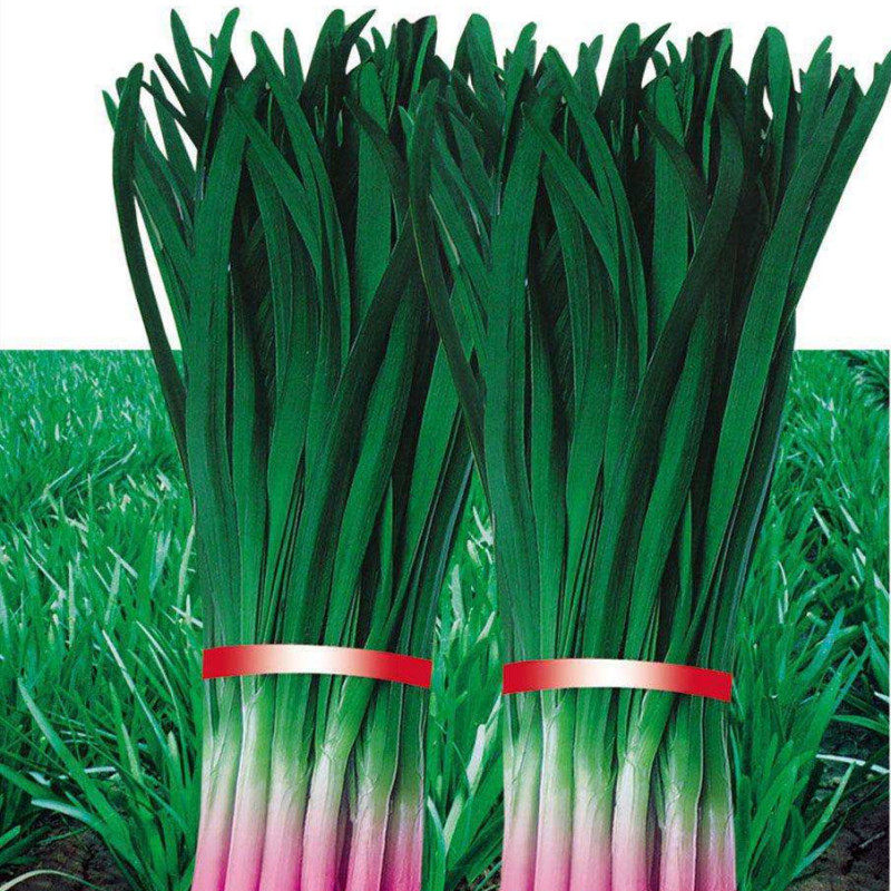 独根红韭菜种子汉中韭菜根春秋季大田高产四季盆栽蔬菜韭菜种苗