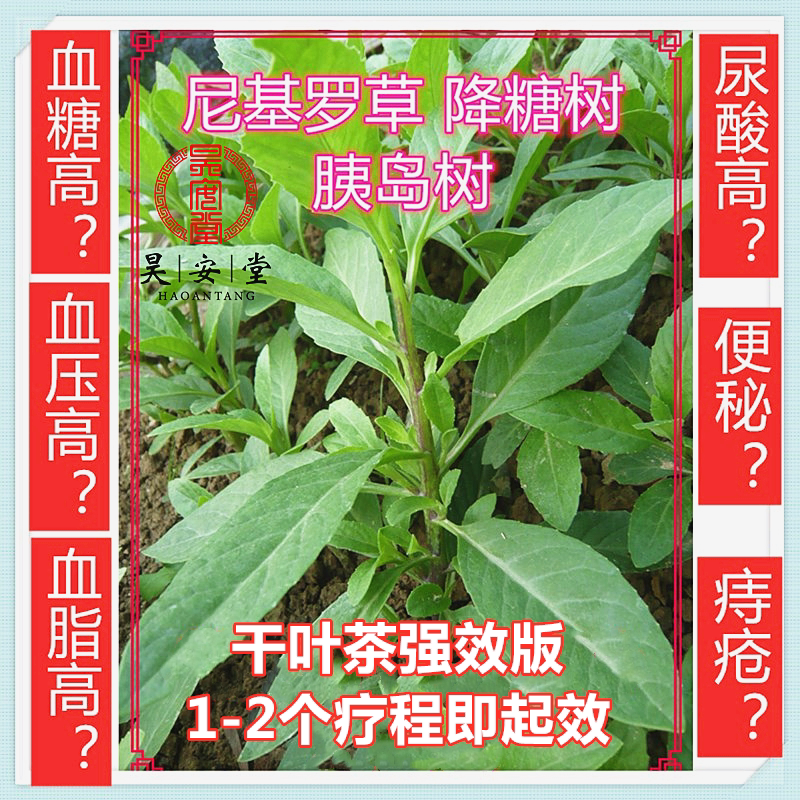 尼基罗草胰岛树降糖草降压树草干叶茶  强效版 熬夜烟酒纯手工晒