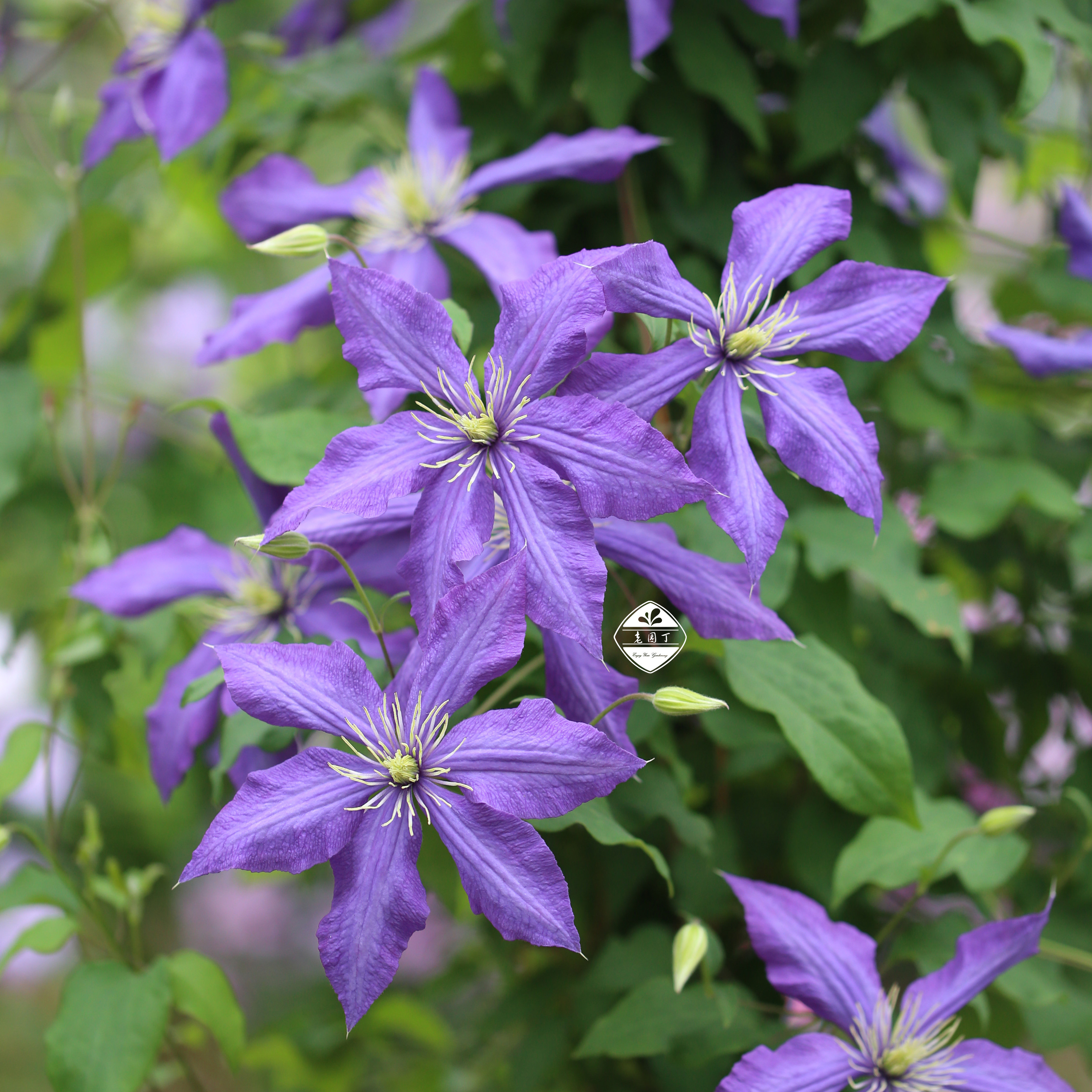 早花组铁线莲① hf杨德国安娜汤姆森夫人伍斯特美女野火 花园盆栽