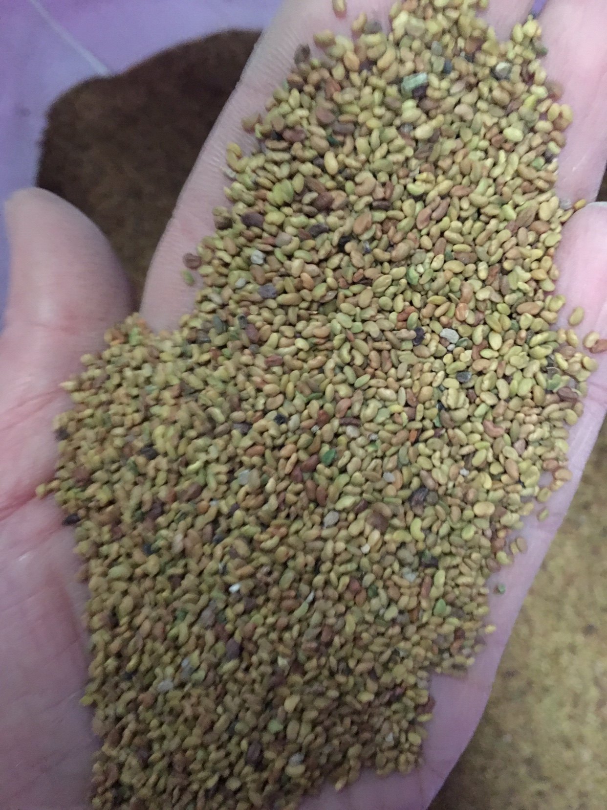 多年生四季播种优质可食用紫花苜蓿种子鸡鸭鹅牛羊养殖牧草鱼草种