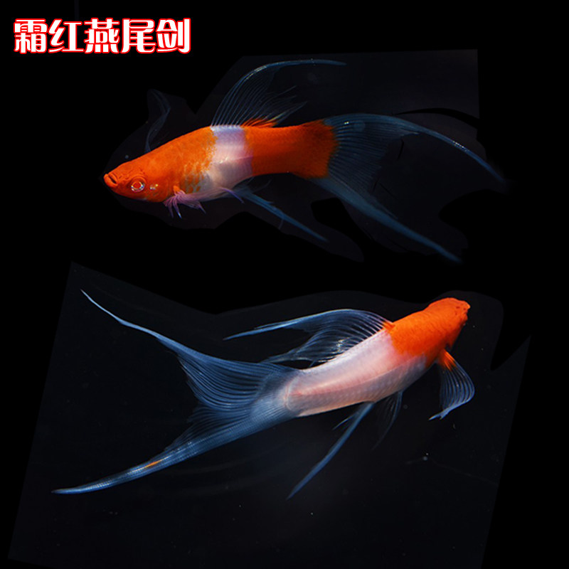 高帆红剑鱼双尾燕尾高鳍红箭鱼热带红白燕尾剑发财观赏小型鱼活体