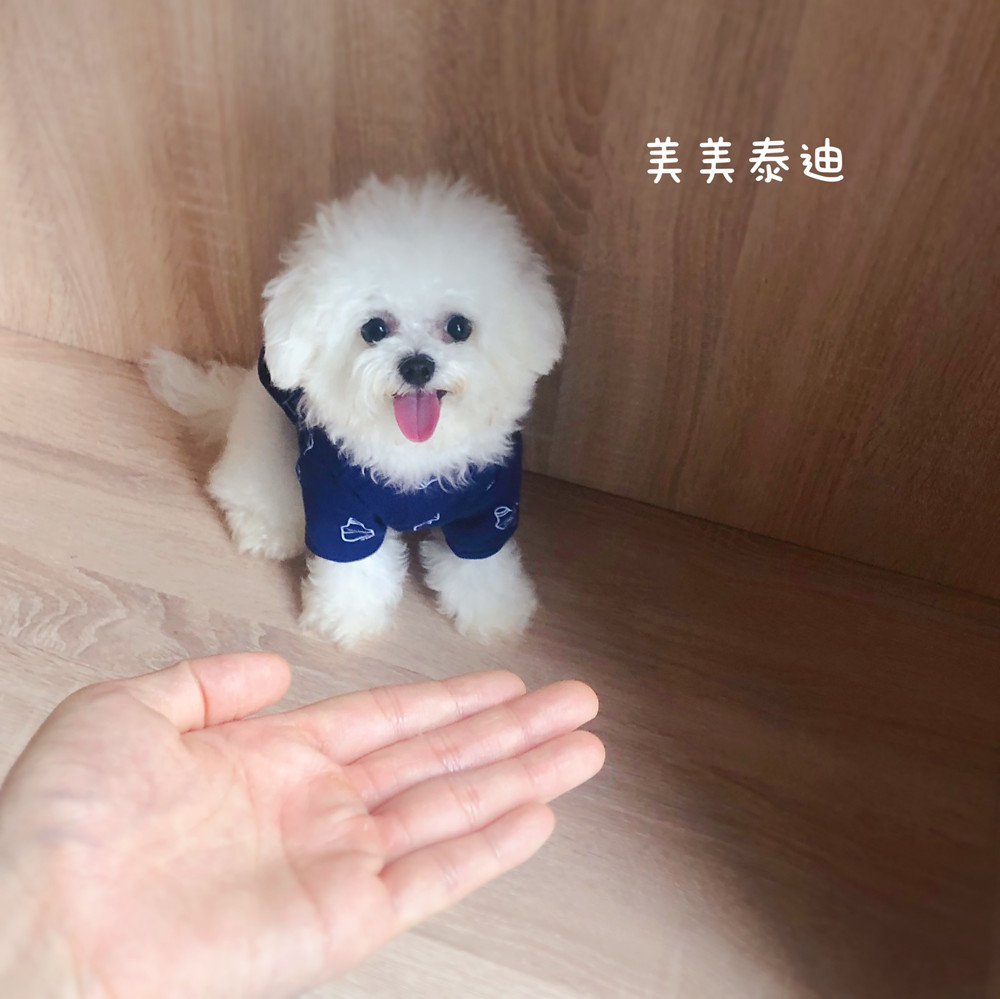 成都美美泰迪白色纯种立耳比熊犬韩国进口茶杯犬宠物狗活物小型犬