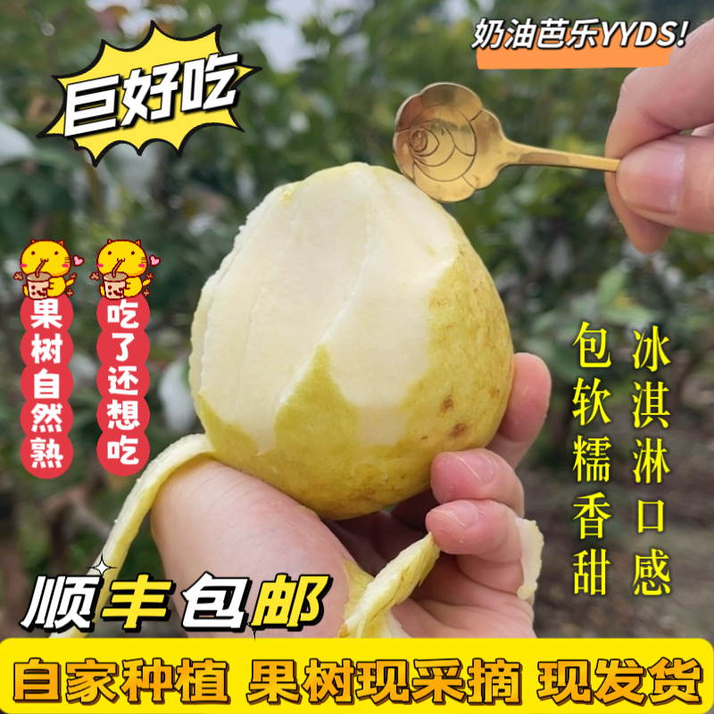 漳州软糯白心芭乐10斤新鲜水果软番