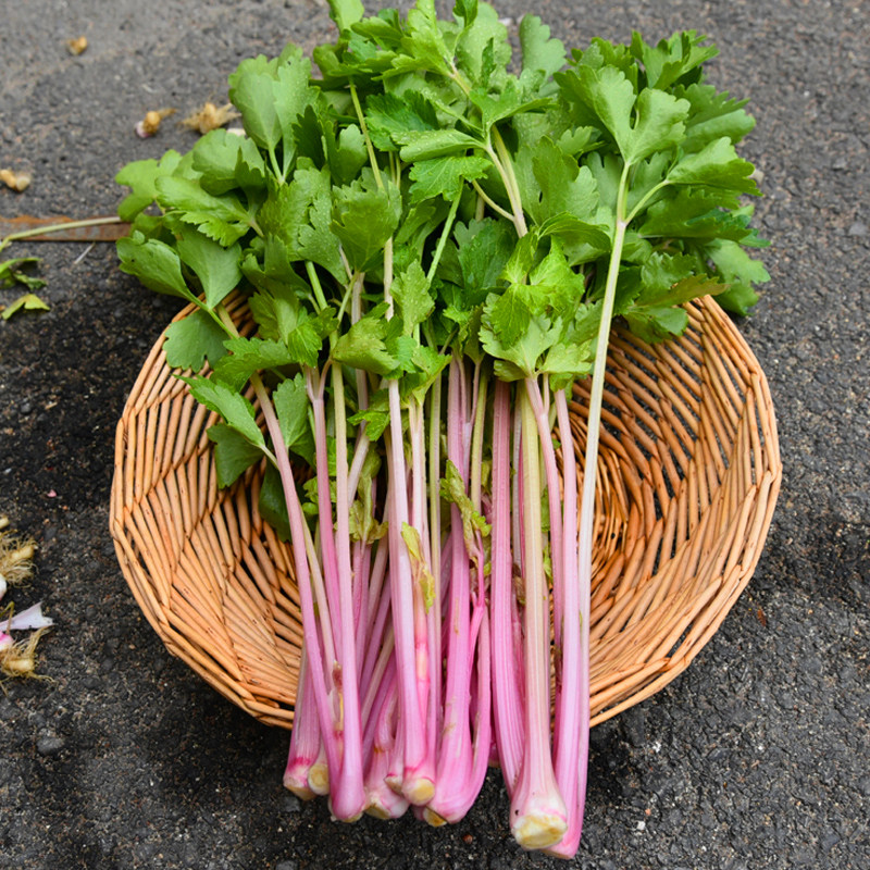 红芹菜种子白芹菜种子芹菜种籽孑盆栽蔬菜阳台籽种四季种菜