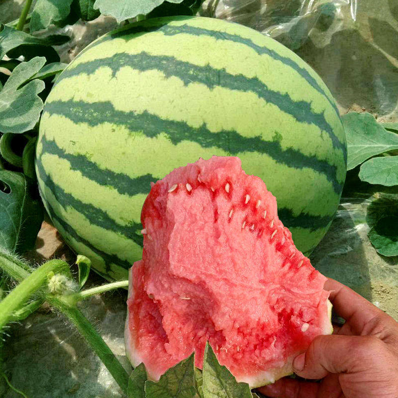 西瓜种子特大冰糖麒麟西瓜种子高产四季8424西瓜种籽麒麟西瓜种孑