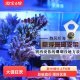 静风听海原创大颗SPS LPS珊瑚断肢基座支架珊瑚背景墙断枝架磁吸