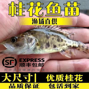 鳜鱼苗淡水养殖食用活体优质冷水观赏鱼路亚季花鱼桂花鱼苗桂鱼苗