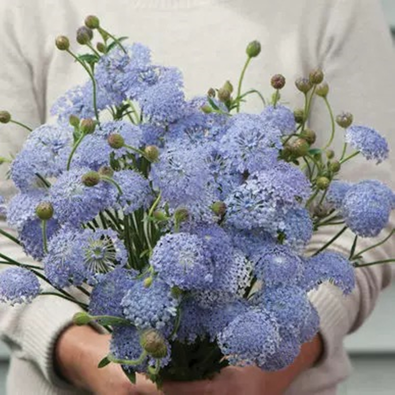 小园丁的夏日时光 蓝色翠珠花 盆栽苗一年生庭院花园切花花材植物