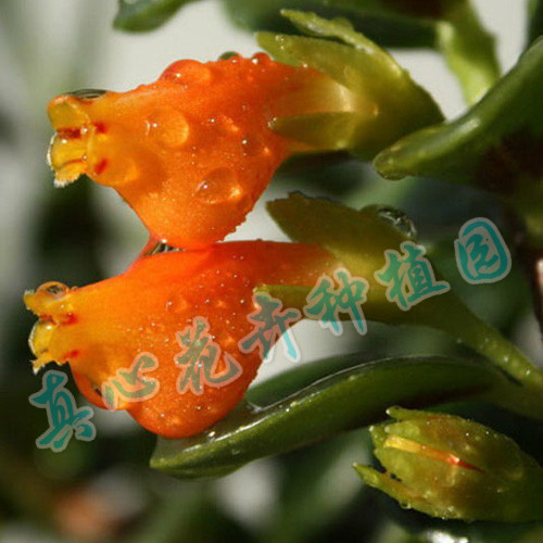 袋鼠花养殖方法