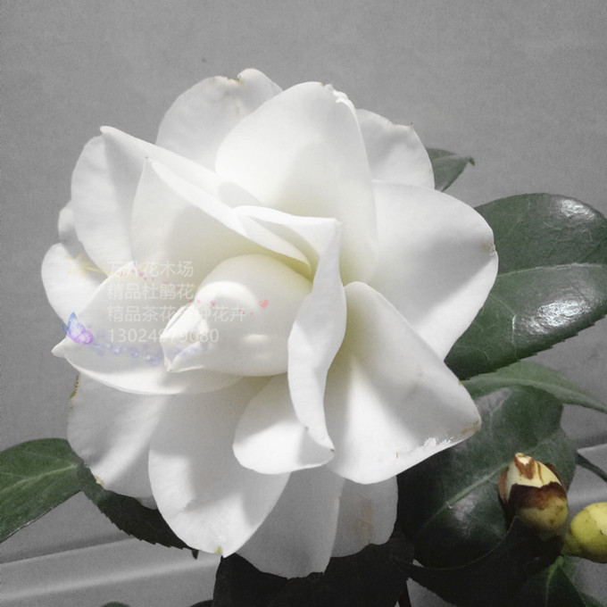 玉美人茶花 天鹅湖茶花 盆栽白色茶花 纯白茶花 大白茶花 大花