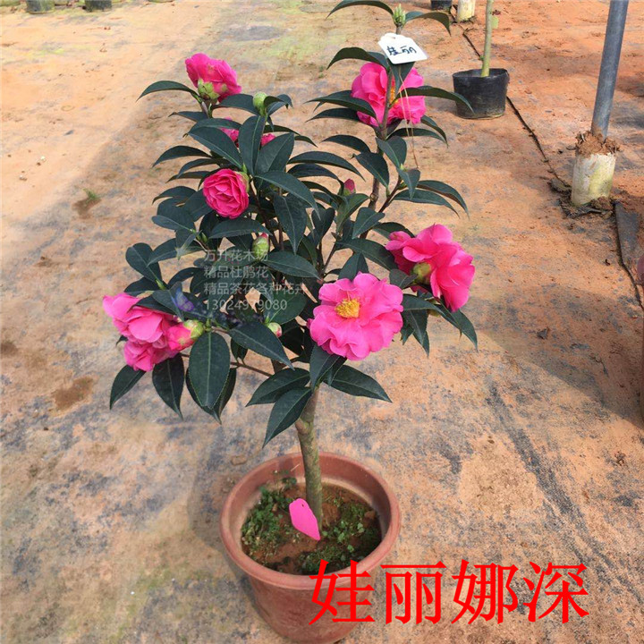 云南茶花