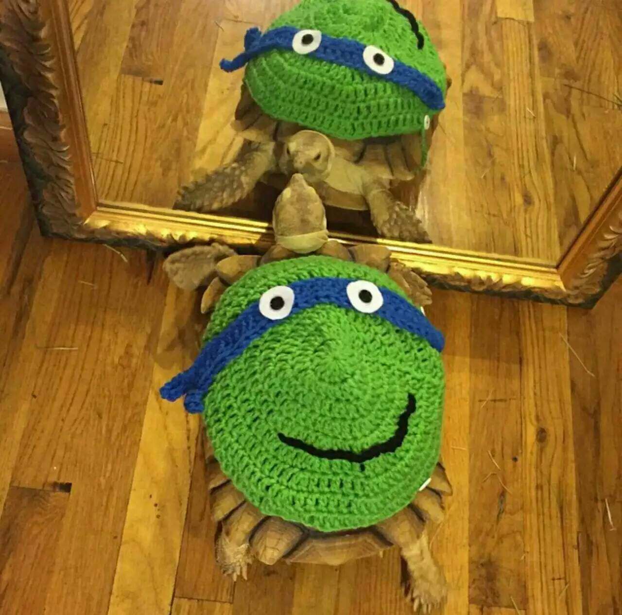 预售忍者神龟造型乌龟衣服 纯手工钩编乌龟马甲背心 宠物衣服乌龟