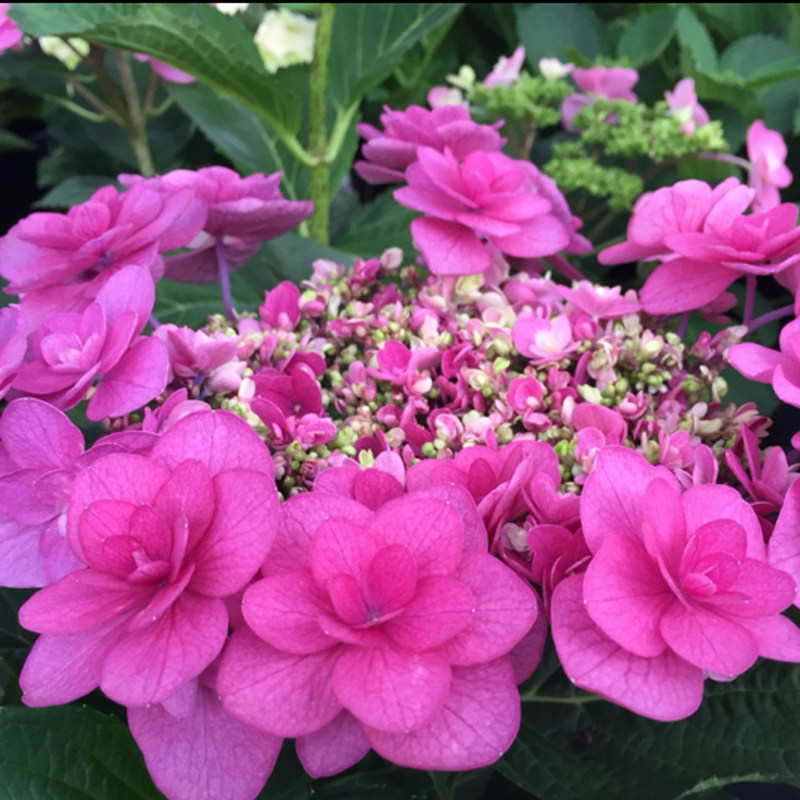 二师兄的彩花涧绣球 小町 庭院阳台盆栽观赏花卉_不打折现价25元