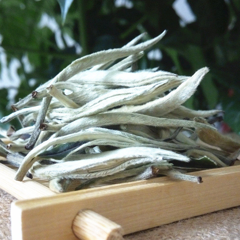 月光白散茶单芽