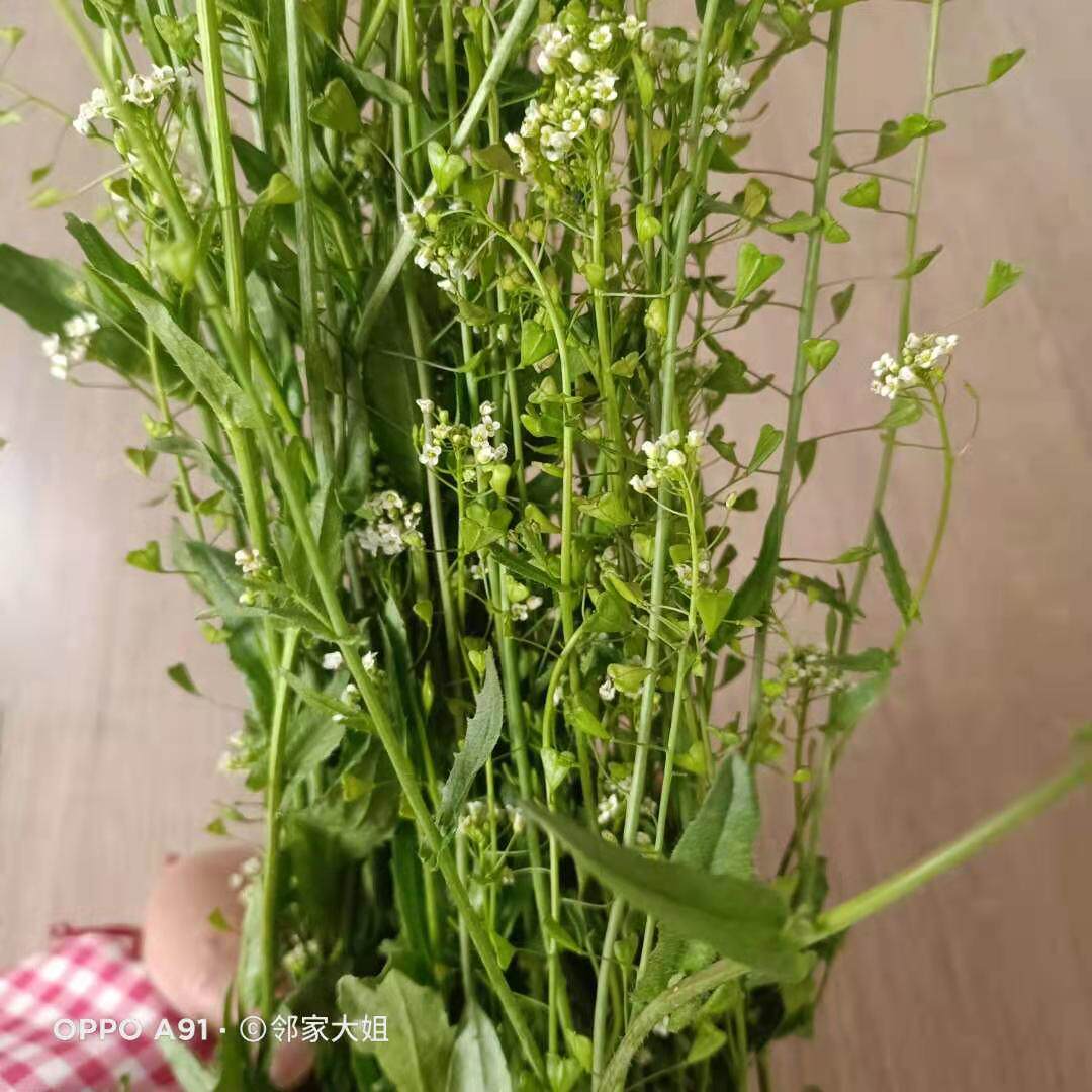 2022新货天然纯野生老荠菜三月三煮鸡蛋新鲜现挖整棵开花带根带籽