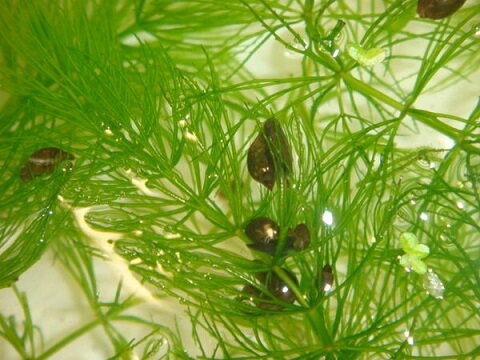 水草 金鱼藻活体水草有径类