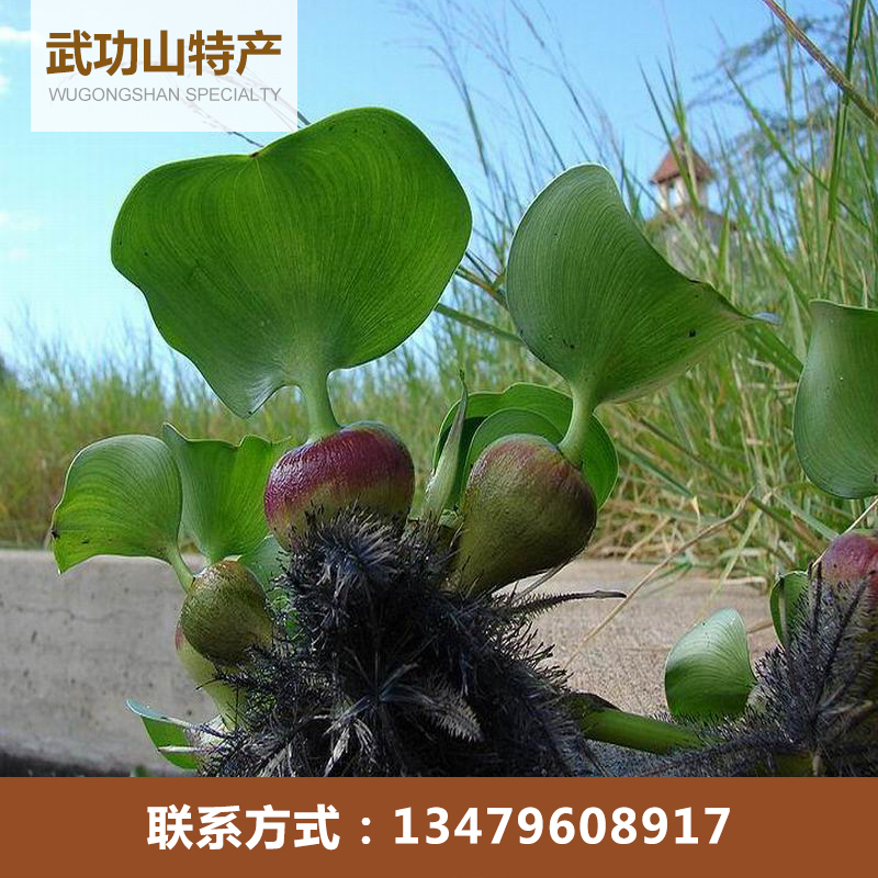 鱼缸水葫芦植物水生活体水培盆栽水胡芦凤眼蓝水浮莲水浮芦种苗|ruв категории животное/Животное питание и принадлежностей, аквариум мира, аквариум аквариум оборудования и т.д., тростник - от Buy2taobao.com для оказания профессиональной услуги покупки агента Taobao
