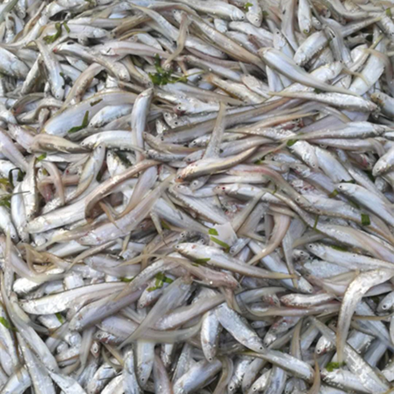 小活鱼_3斤新鲜包邮 毛刀鱼凤尾鱼新鲜刀鱼小河鱼淡水鱼现逮活鱼冷冻