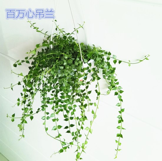 百万心室内竹编吊篮花卉植物吊金钱 推荐