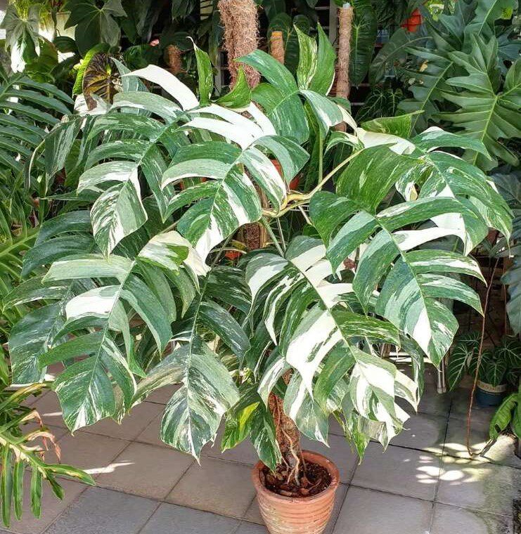 白锦麒麟尾锦白锦龟背竹冲绳银海芋锦薄荷仙洞锦热亚海芋植来殖往