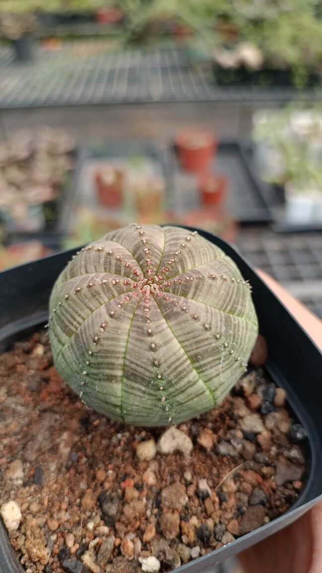 块根多肉植物布纹4cm左右仙人球 券后22元包邮