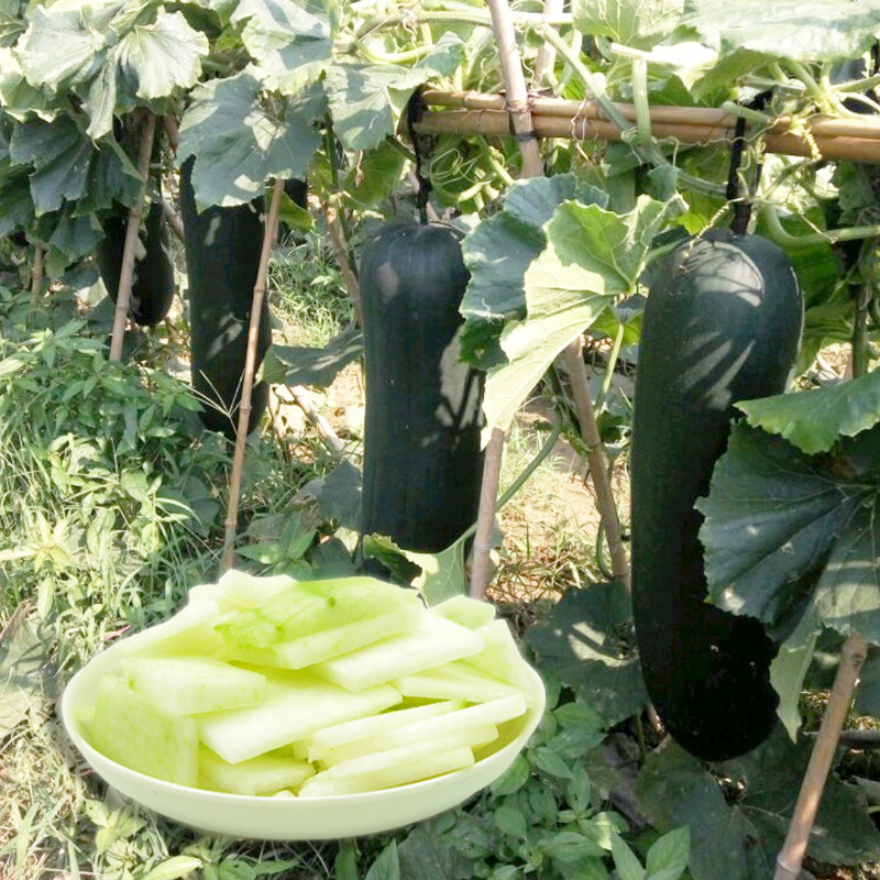 黑皮冬瓜的种植方法和时间(黑皮冬瓜的种植方法和时间图片)