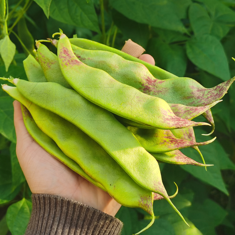 东北油豆种子一点红将军王油豆角种籽