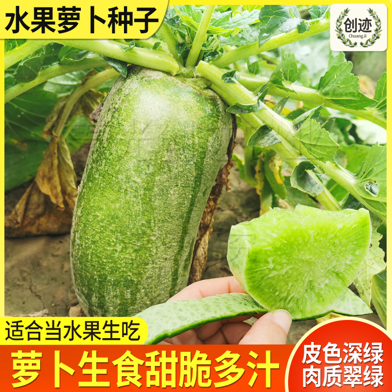 水果萝卜种子潍县青秋季当季菜种籽农