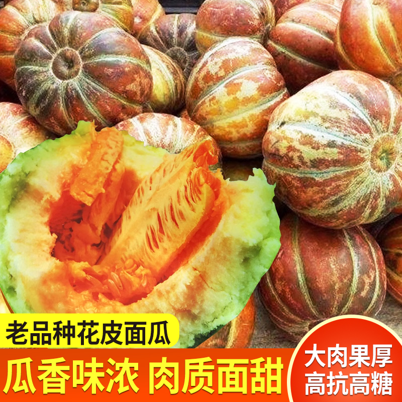 黄皮面瓜种子老品种花皮面瓜种籽露地