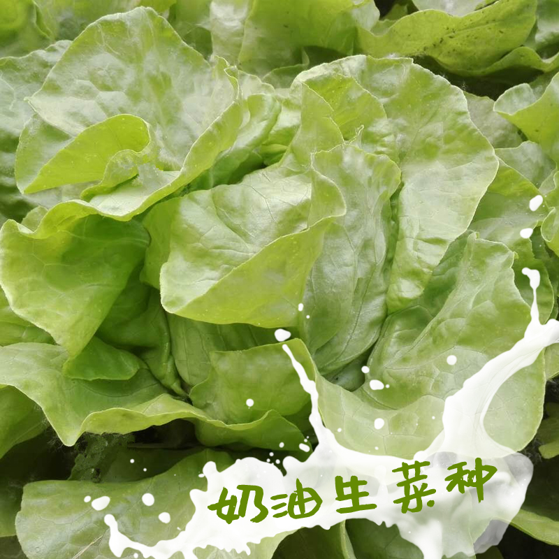 奶油生菜种子沙拉结球生菜种籽特色食