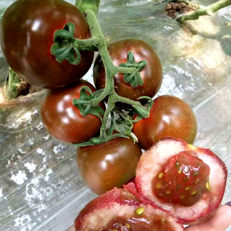 美国黑番茄种子高产水果西红柿种籽春