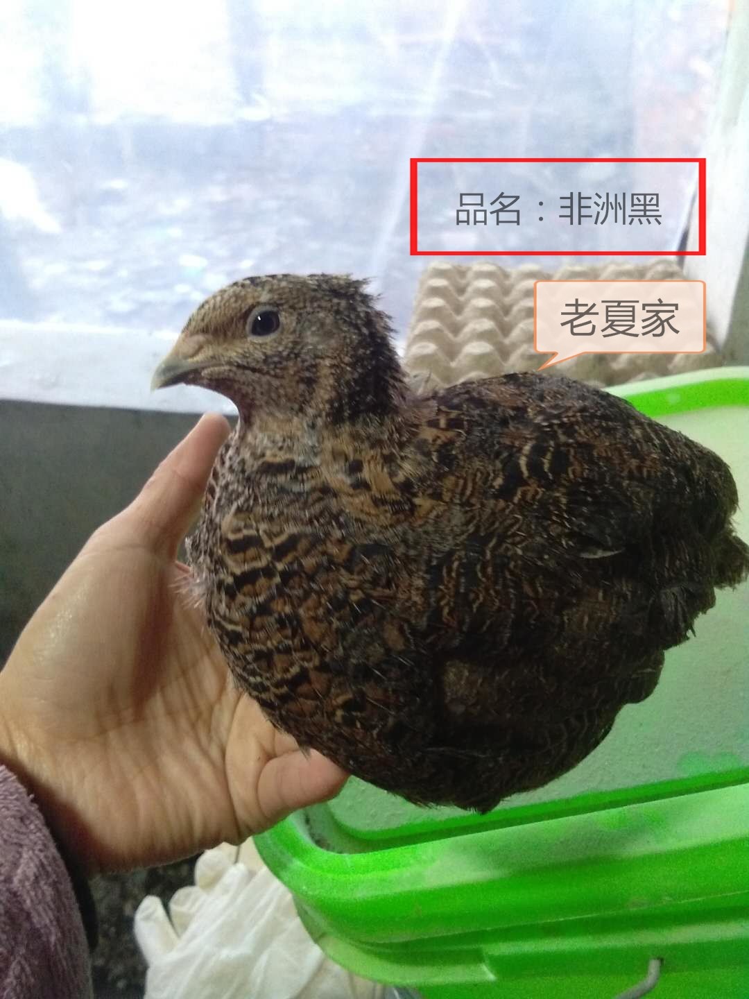 一折受精卵_老夏家巨型肉鹌鹑受精种蛋水床孵化器孵化鸟蛋非洲黑大