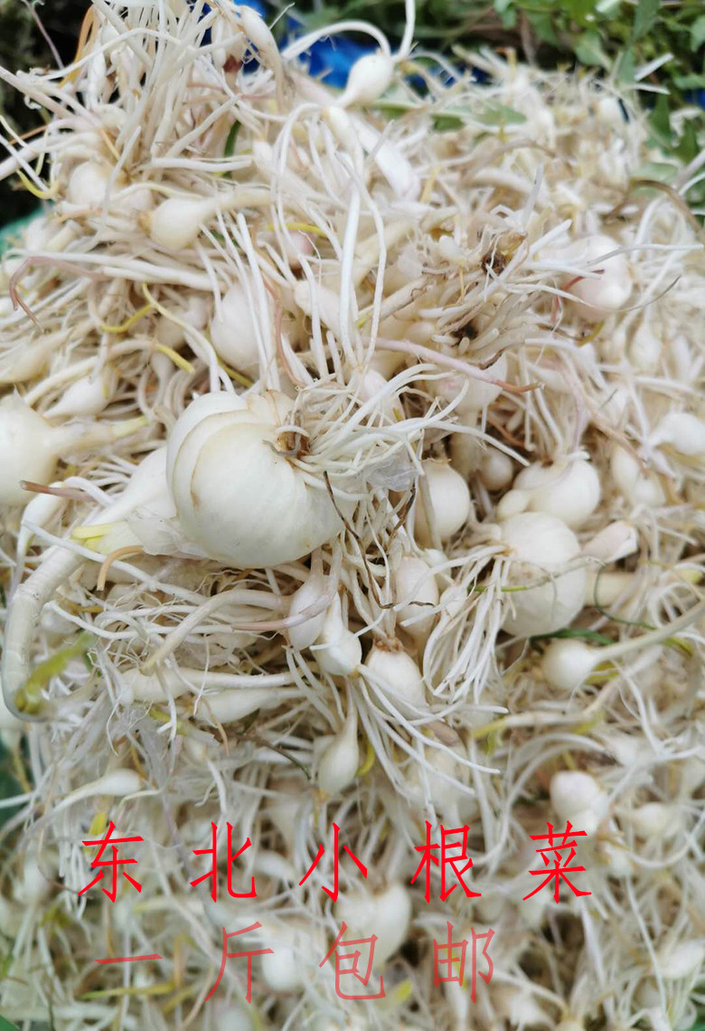 小根菜