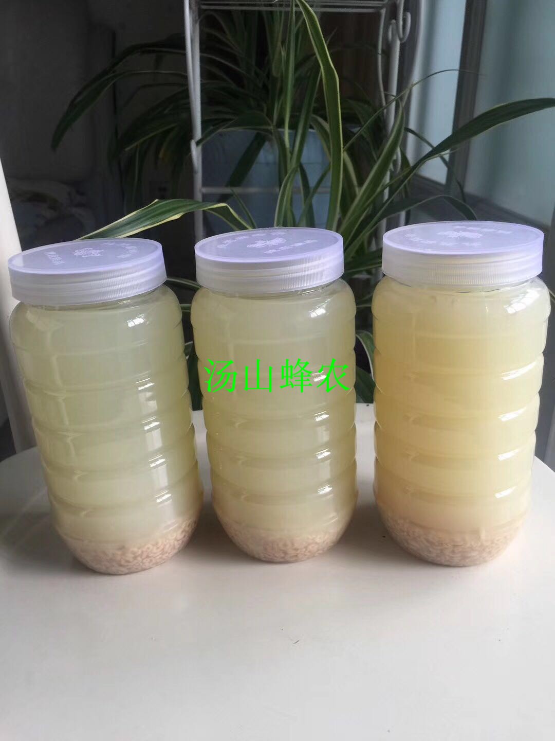 自制新鲜蜂王胎幼虫蜂场自泡酒王胎酒强身健体面色红润高蛋白制作