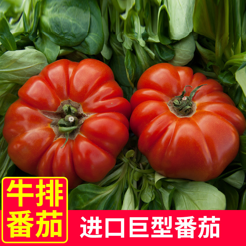 进口巨型牛排番茄种子特大牛心番茄四季蔬菜种子西红柿番茄苗