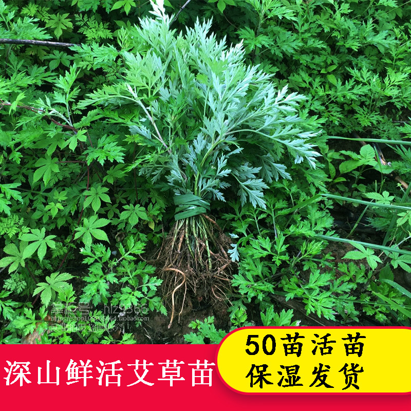 艾草苗 艾蒿苗 野艾草根苗四季种植阳台盆栽艾草根苗泡脚洗澡易活