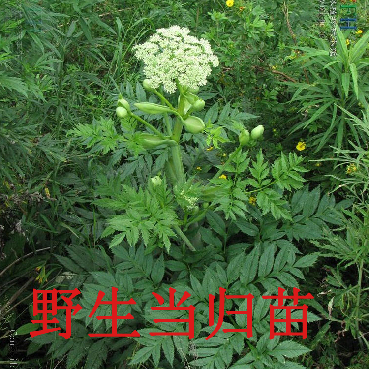 野生当归苗 庭院中药材当归籽苗党参籽欧当归岷当归种苗 易成活