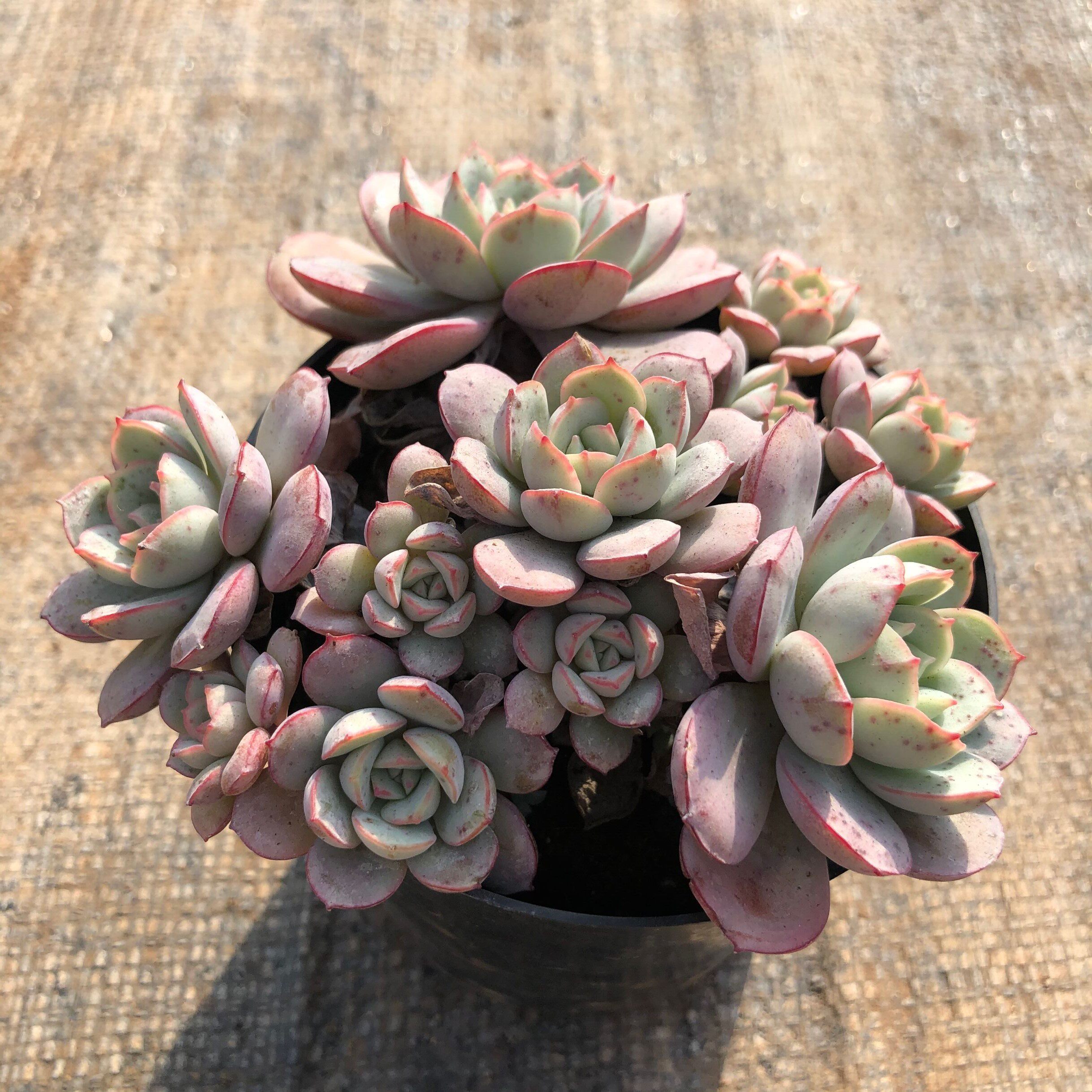 花田群生凌波仙子多肉植物直播专拍十七七号链接多肉植物