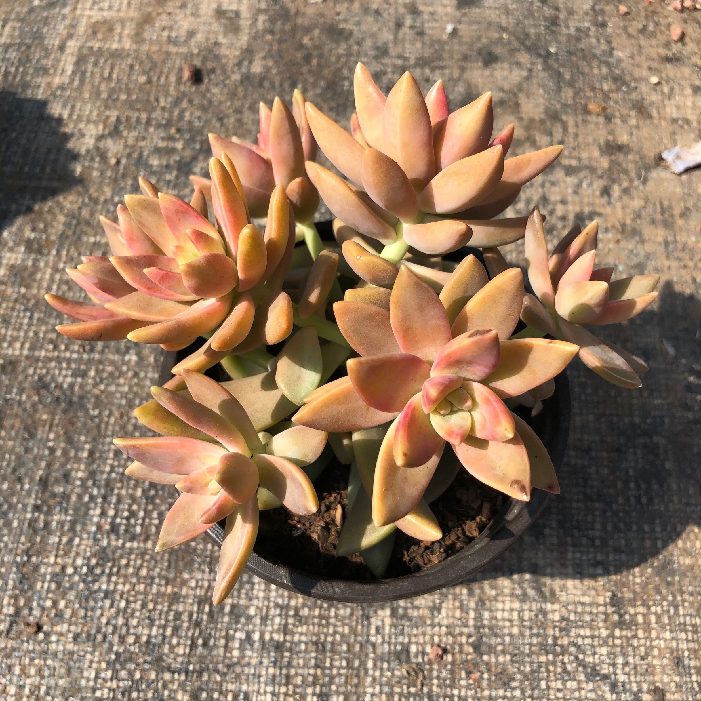 花田果冻布丁多肉植物直播专拍二十二十五五号多肉植物