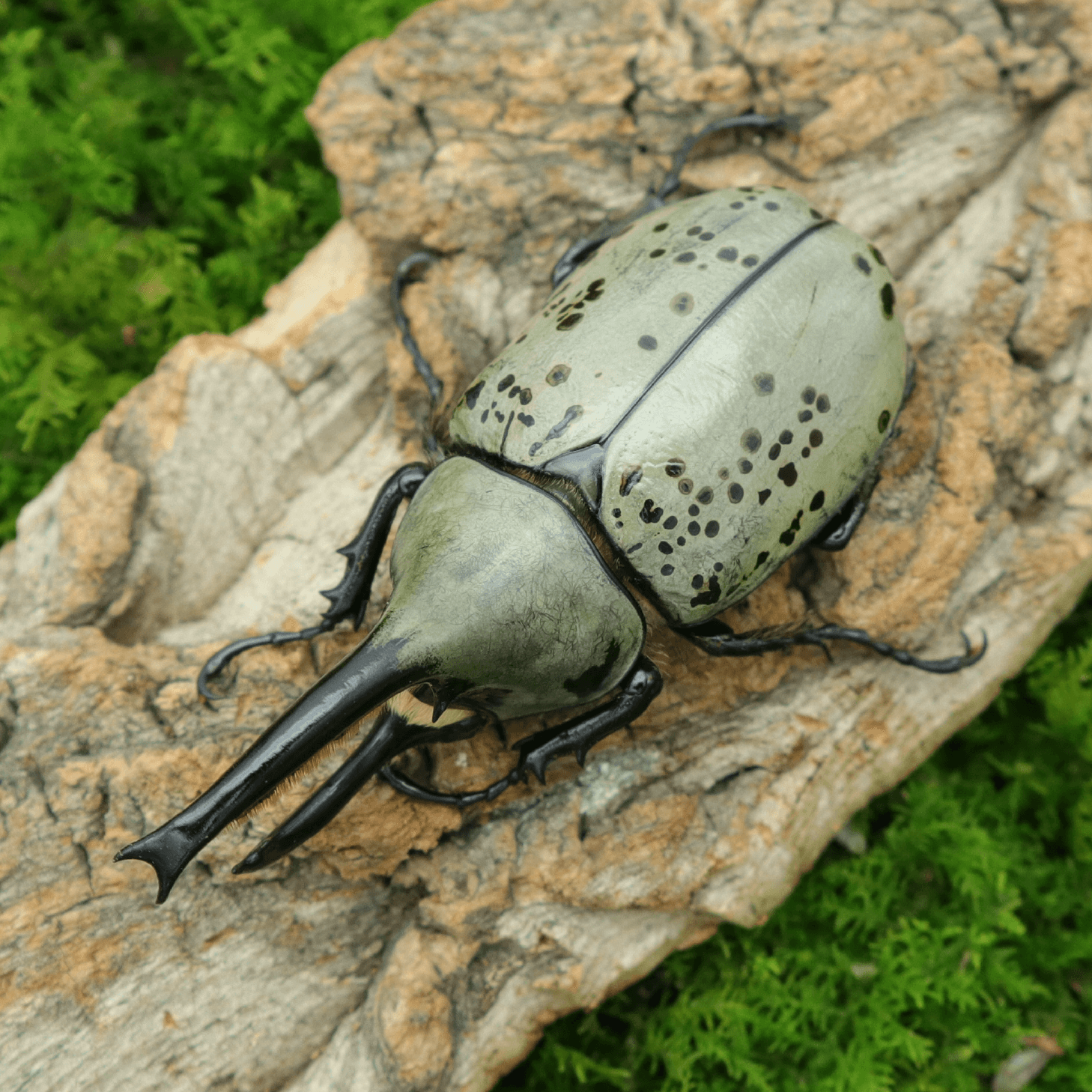 牧野虫社美西白兜爬宠甲虫活虫昆虫小型爬行宠物甲壳虫幼虫兜虫