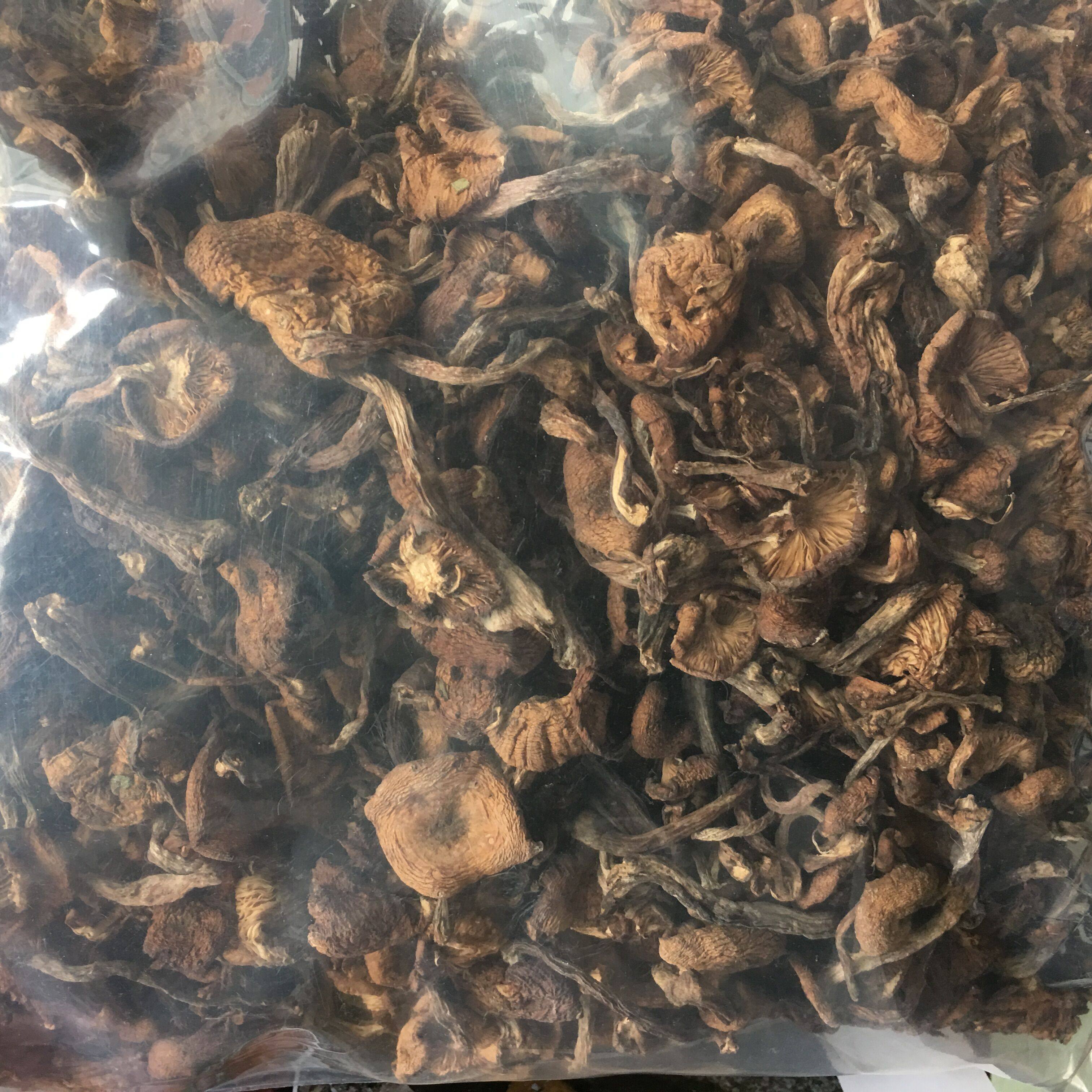 野生药用配伍500克蜜环菌