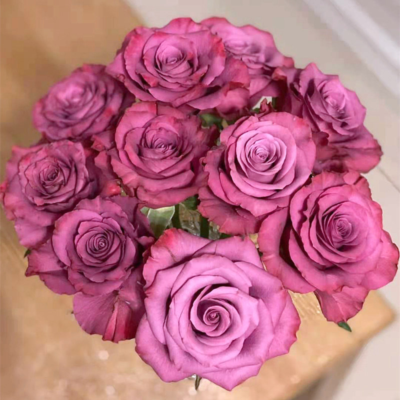 惠惠的花园切花月季波斯王子长势快勤花四季开阳台楼顶庭院花卉