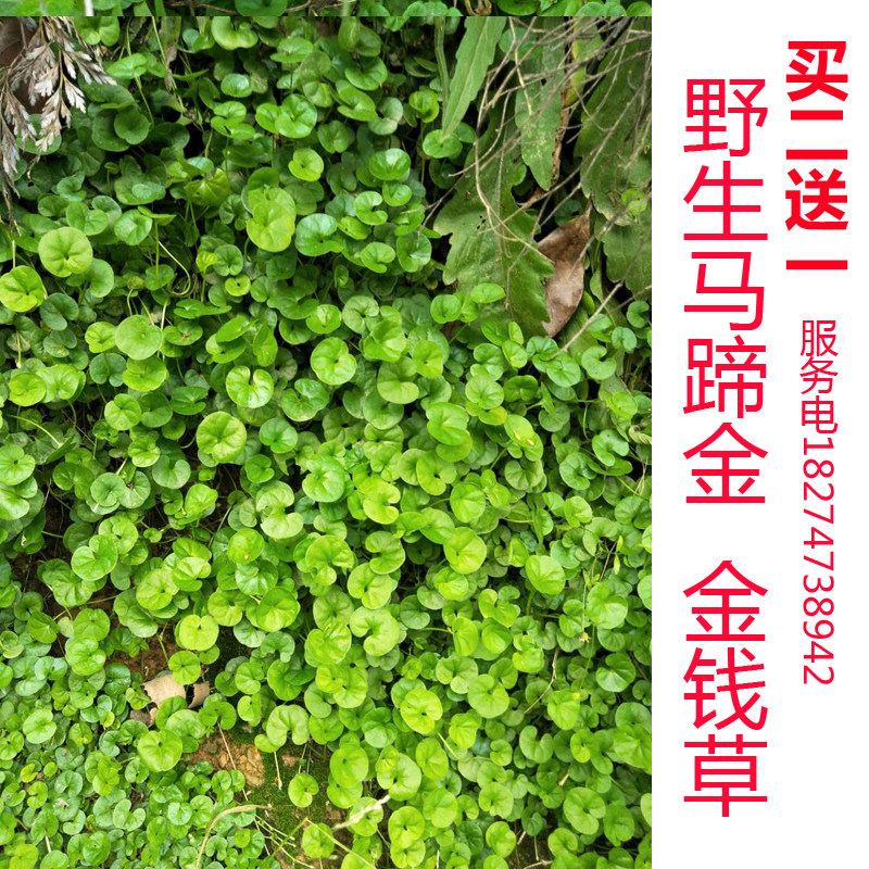 金钱草苗