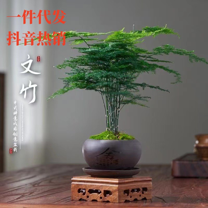 文竹盆栽室内花卉植物客厅吸某醛盆景办公桌面四季常青小绿植好养